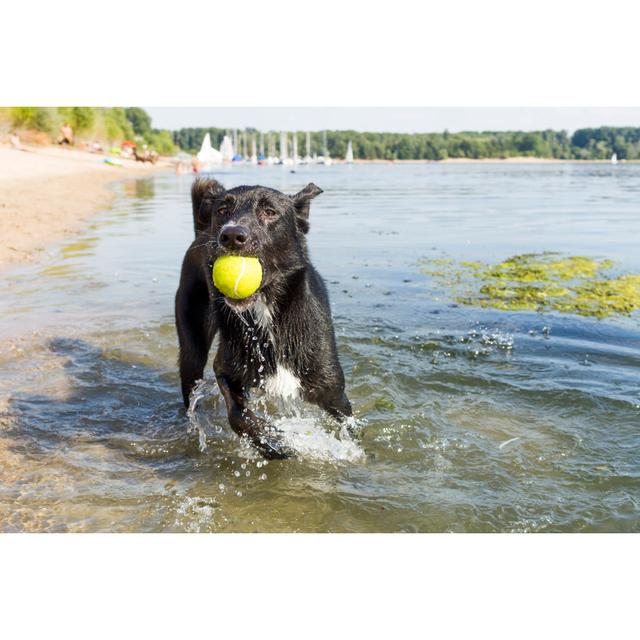 Dog with Tennis Ball by Michalrenee - Wrapped Canvas Photograph Natur Pur Size: 51cm H x 76cm W on Productcaster.