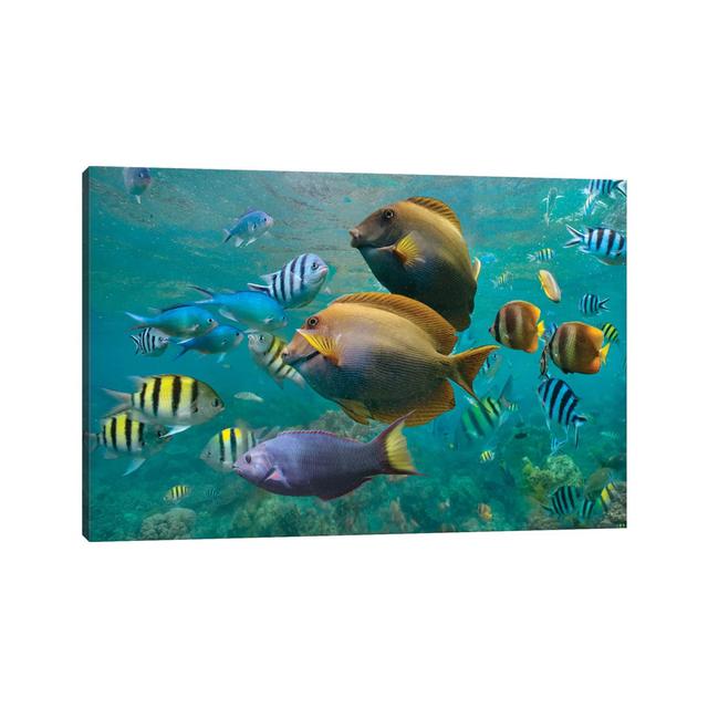 Butterflyfish, Damselfish, Sergeant, Ray-Finned Fish, And Wrasse, Philippines by Tim Fitzharris - Gallery-Wrapped Canvas Giclée on Canvas Beachcrest H on Productcaster.