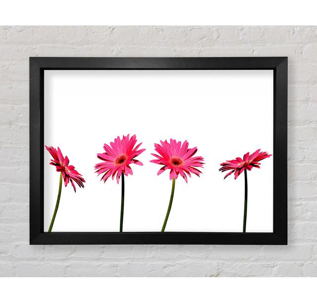 Pink Gerbera Quads - Single Picture Frame Art Prints Bright Star Size: 42.1cm H x 59.7cm W x 3.4cm D on Productcaster.