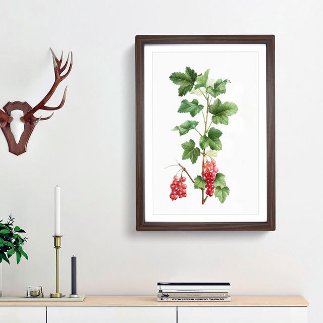 Redcurrant Flowers by Pierre-Joseph Redoute - Picture Frame Painting Print East Urban Home Size: 36cm H x 27cm W x 2cm D, Frame Option: Walnut Framed on Productcaster.