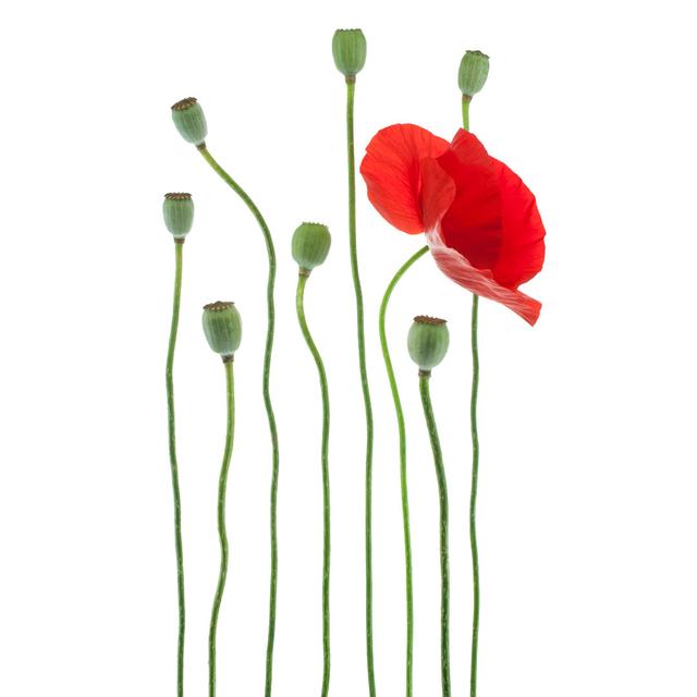 Poppy by _Vilor - Wrapped Canvas Print Marlow Home Co. Size: 51cm H x 76cm W on Productcaster.