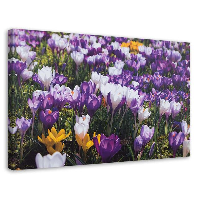 Leinwandbild Spring Crocuses on a Meadow 16007 Ebern Designs Größe: 60 cm H x 90 cm B x 2 cm T on Productcaster.