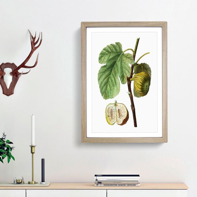 Fig Fruit by Pierre-Joseph Redoute - Picture Frame Painting Print East Urban Home Frame Option: Oak Framed, Size: 65cm H x 48cm W x 2cm D on Productcaster.