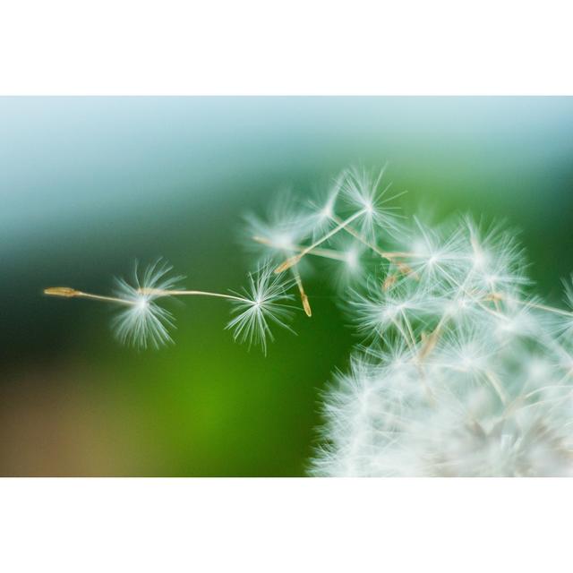 Close-up Of A Dandelion Blow Ball And Flying Seeds by Scharfsinn86 - Wrapped Canvas Print Ebern Designs Size: 20cm H x 30cm W x 3.8cm D on Productcaster.