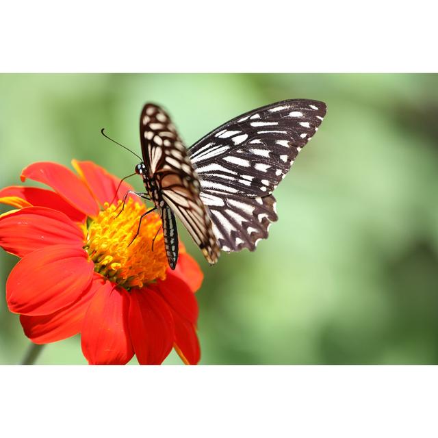 Avelaine Butterfly And A Red Flower by Guidenop - Wrapped Canvas Photograph Brambly Cottage Size: 51 cm H x 76 cm W x 3.8 cm D on Productcaster.