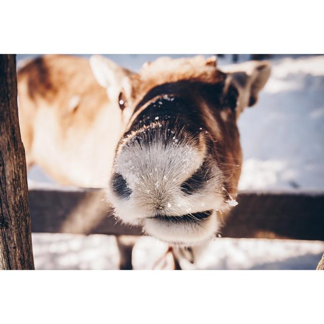 Reindeer in a Farm in Winter Finnish Lapland - Wrapped Canvas Photograph August Grove Size: 32"H x 48"W on Productcaster.