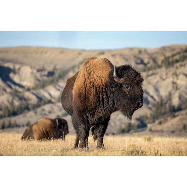 Bison Buffalo by Daniel Gaura - Wrapped Canvas Photograph Union Rustic Size: 20.32cm H x 30.48cm W on Productcaster.