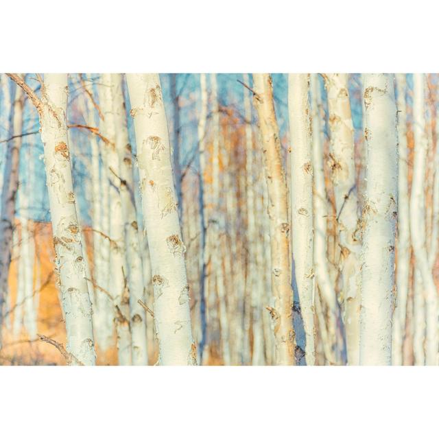 White Birch Forest by Breath10 - Wrapped Canvas Photograph Alpen Home Size: 51cm H x 76cm W on Productcaster.