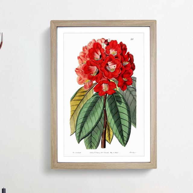 Red Rhododendron Flowers - Picture Frame Painting Print East Urban Home Size: 65cm H x 48cm W x 2cm D, Frame Option: Oak Framed on Productcaster.