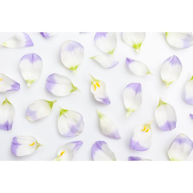 White and Purple Petals on White from Above - Wrapped Canvas Photograph Ebern Designs Size: 61cm H x 91cm W on Productcaster.