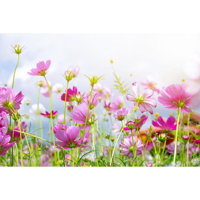 Cosmos Flowers by Mumemories - Wrapped Canvas Print Latitude Run Size: 30cm H x 46cm W x 3.8cm D on Productcaster.