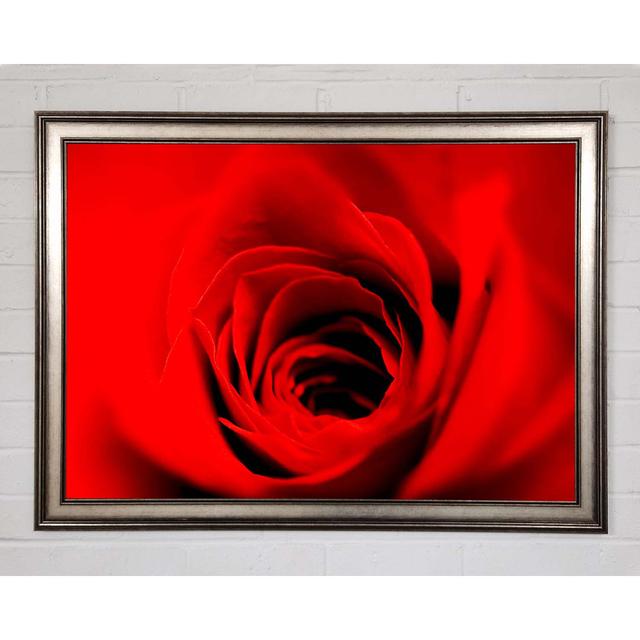 Soft Red Rose Close-Up - Single Picture Frame Art Prints Canora Grey Size: 42cm H x 59.7cm W x 1.5cm D on Productcaster.