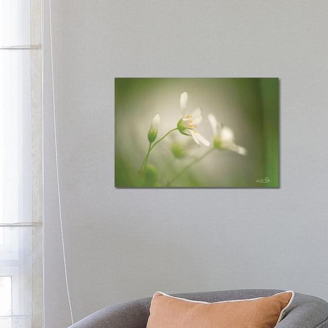 Stellaria by Martin Podt - Wrapped Canvas Gallery-Wrapped Canvas Giclée Latitude Run Size: 45.72cm H x 45.72cm W on Productcaster.