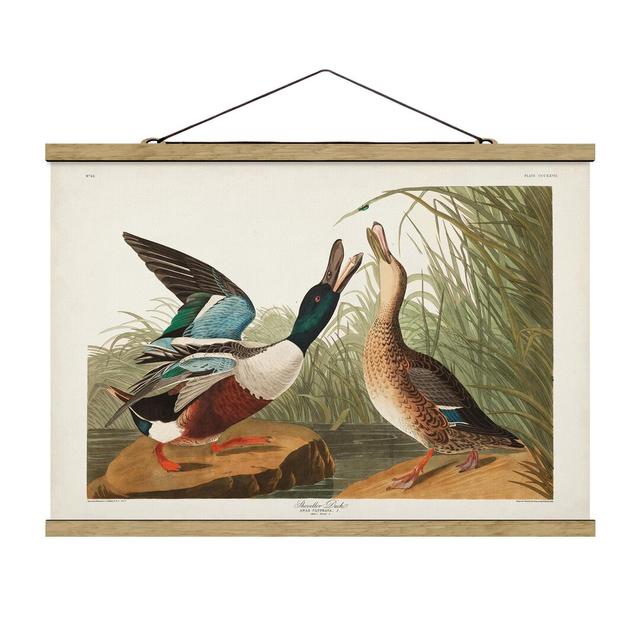 Vintage Educational Board Ducks II - Unframed Graphic Art August Grove Size: 33.5cm H x 50cm W x 0.3cm D on Productcaster.