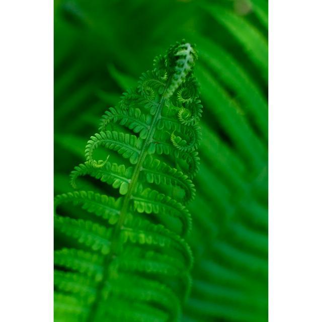 Green Fern Leaves - Wrapped Canvas Photograph Pergo Classics Size: 46cm H x 30cm W on Productcaster.