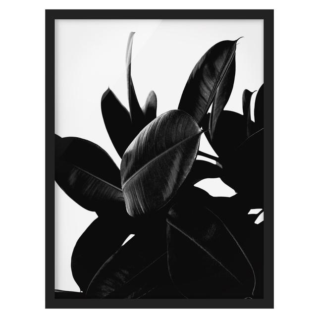 Rubber Tree Leaves Black White - Picture Frame Graphic Art Bay Isle Home Frame Option: Black Framed, Size: 70cm H x 50cm W x 2cm D on Productcaster.