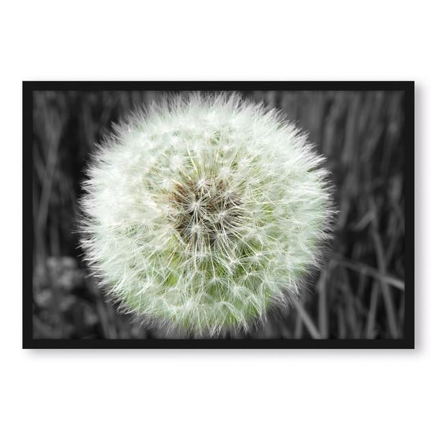 Gerahmter Grafikdruck "Classic, Delicate Dandelion" ModernMoments Größe: 80 cm H x 60 cm B x 2.5 cm T on Productcaster.