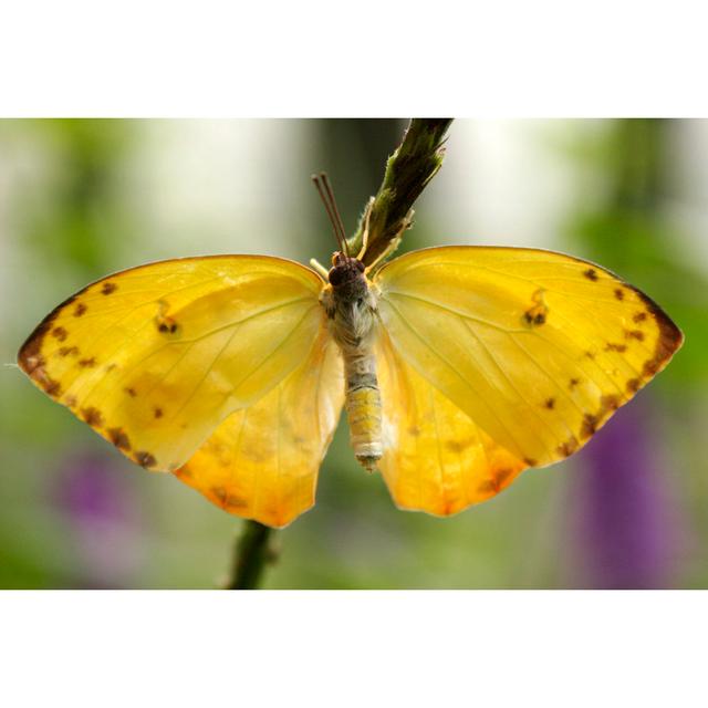 Schmetterling - Foto ohne Rahmen auf Leinwand Brambly Cottage Größe: 60 cm H x 90 cm B x 1,8 cm T on Productcaster.