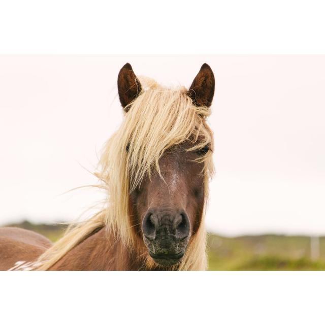 Emo Hair Horse - Wrapped Canvas Photograph Brambly Cottage Size: 20cm H x 30cm W x 3.8cm D on Productcaster.