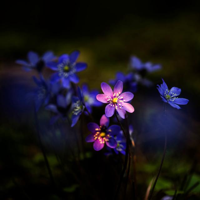 Hepatica nobilis 17 Stories Größe: 60 cm H x 60 cm B on Productcaster.