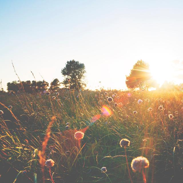 Summer Meadow In Sunset by Rike_ - Wrapped Canvas Art Prints 17 Stories Size: 30cm H x 30cm W on Productcaster.