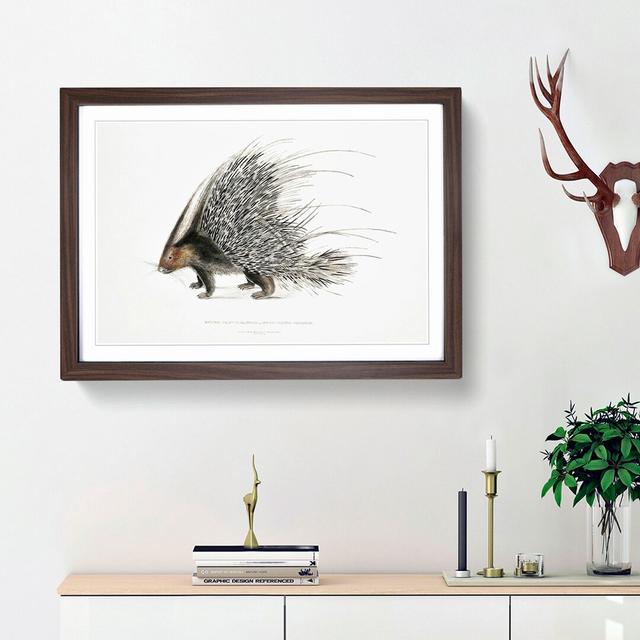 Indian Crested Porcupine by John Edward Gray - Picture Frame Painting Print East Urban Home Frame Option: Walnut Framed, Size: 48cm H x 65cm W x 2cm D on Productcaster.