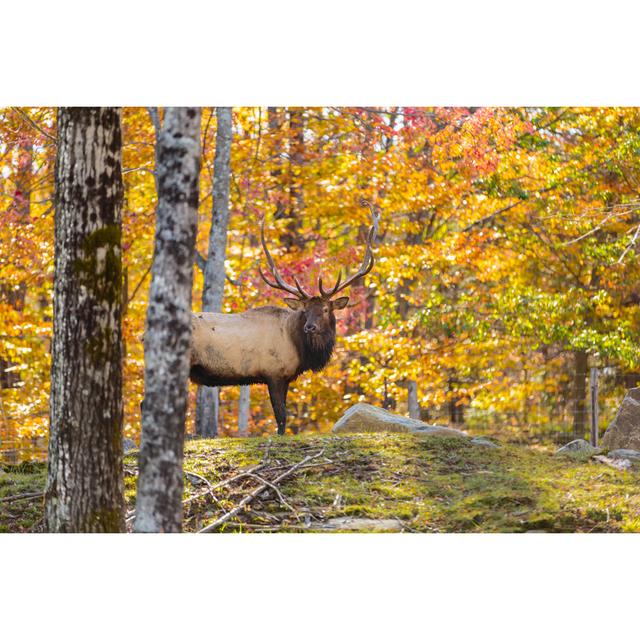 American Or Canadian Elk Alpen Home Size: 51cm H x 76cm W on Productcaster.