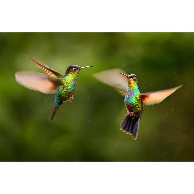 Fiery-Throated Hummingbird by Ondrej Prosicky - Wrapped Canvas Photograph 17 Stories Size: 30cm H x 46cm W on Productcaster.