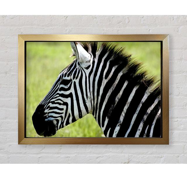 Zebra Face Side Framed Print Ebern Designs Size: 42cm H x 59.7cm W on Productcaster.