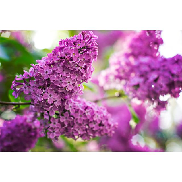 Branch With Spring Lilac - Wrapped Canvas Print Latitude Run Size: 81cm H x 122cm W on Productcaster.