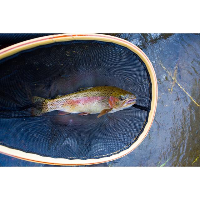 Redside Rainbow Trout - Wrapped Canvas Print 17 Stories Size: 20cm H x 30cm W on Productcaster.