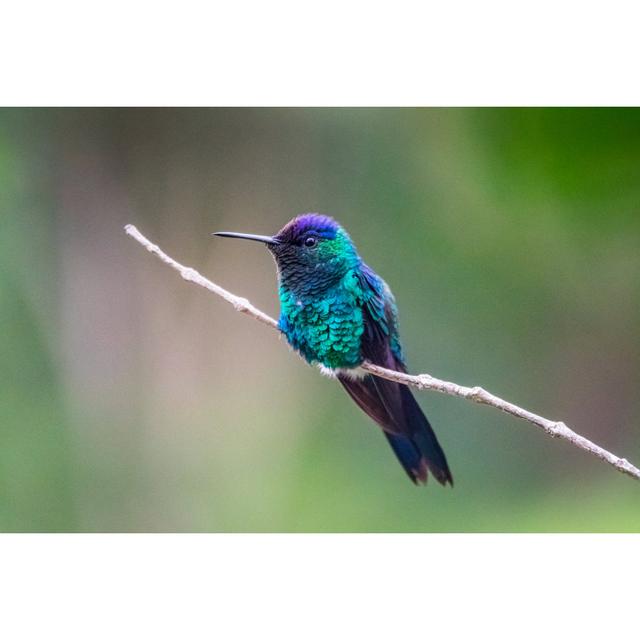 Hummingbird In Chapada Diamantina National Park by Benedek - Wrapped Canvas Print 17 Stories Size: 61cm H x 91cm W on Productcaster.