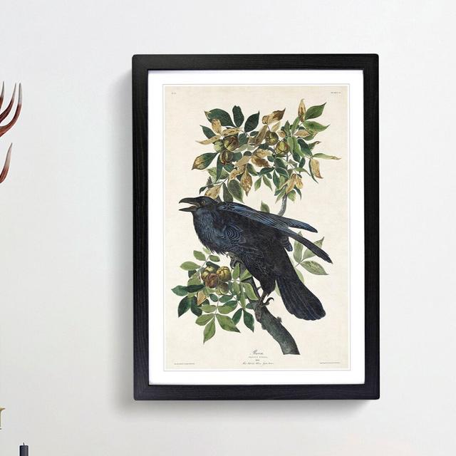 Raven by John Audubon - Picture Frame Painting Print East Urban Home Size: 48cm H x 36cm W x 2cm D, Frame Option: Black Framed on Productcaster.