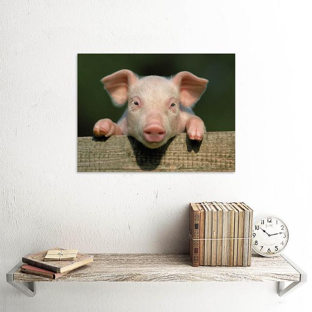 Photo Animal Pig Piglet Cute Farm Pink Baby Babe - No Frame Art Prints Brambly Cottage on Productcaster.