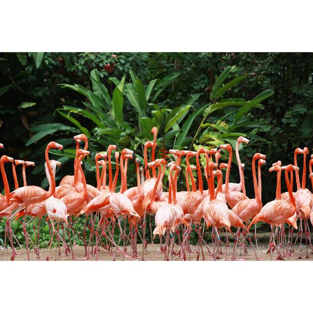 Beautiful Flamingos by Webphotographeer - Print Marlow Home Co. Size: 80cm H x 120cm W on Productcaster.