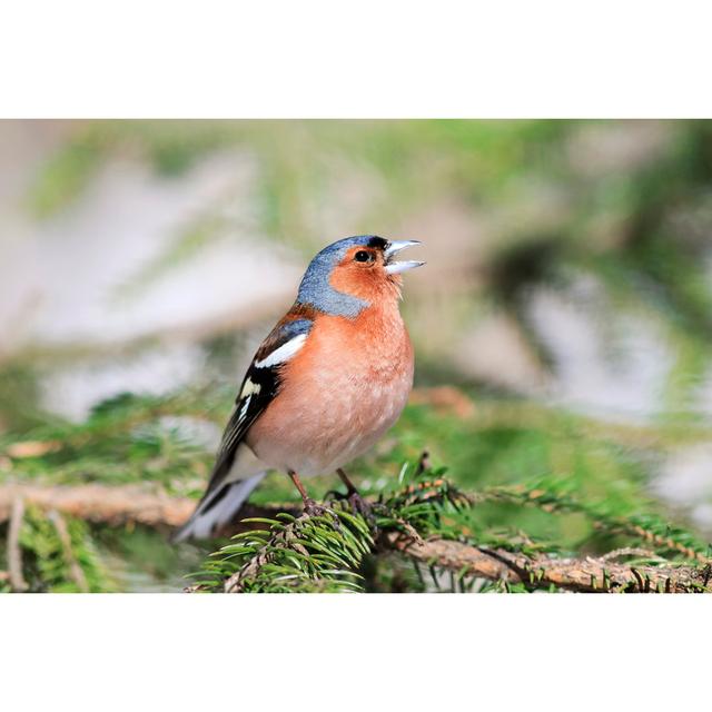 Finch Sings in the Woods Standing by Nataba - Wrapped Canvas Photograph Print Pergo Classics Size: 81cm H x 122cm W x 3.8cm D on Productcaster.