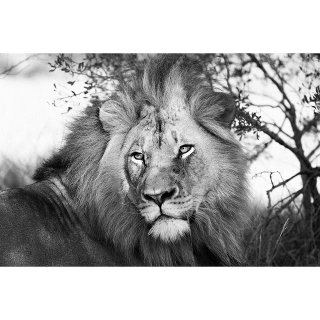 Lion Grayscale by JasonPrince - Wrapped Canvas Art Prints 17 Stories Size: 60cm H x 40cm W on Productcaster.