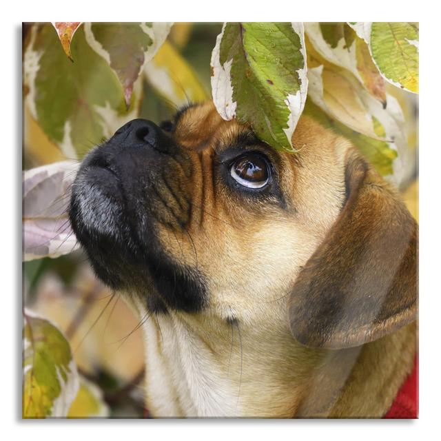 Pug Between Leaves - No Frame Print on Glass Brayden Studio Size: 70cm H x 70cm W x 0.4cm D on Productcaster.