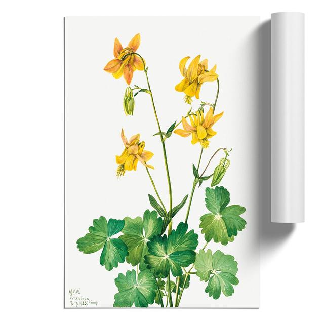 Lemon Columbine by Mary Vaux Walcott - Unframed Painting East Urban Home Size: 30cm H x 21cm W x 0.1cm D on Productcaster.