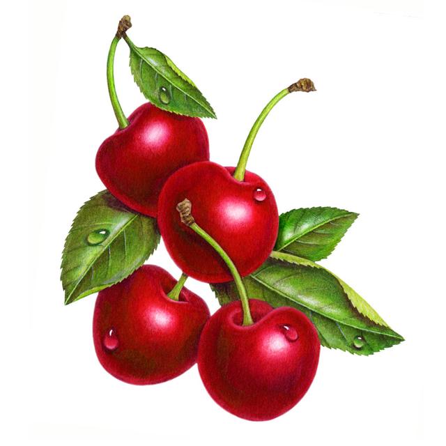 Cherries - Print 17 Stories Size: 76cm H x 76cm W x 3.8cm D on Productcaster.