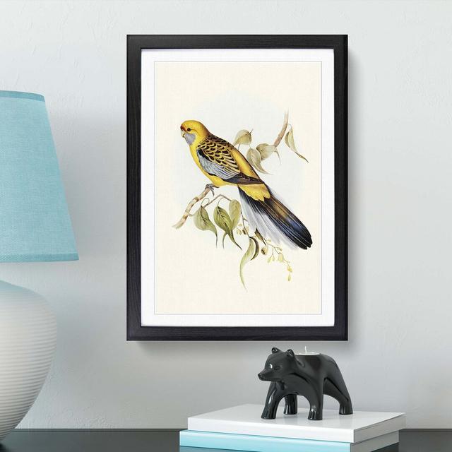 Yellow-Rumped Parakeets by Elizabeth Gould - Picture Frame Art Print East Urban Home Size: 65cm H x 48cm W x 2cm D, Frame Option: Black Framed on Productcaster.