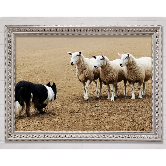 Sheepdog Roundup Framed Print Bright Star Size: 29.7cm H x 42cm W x 3cm D on Productcaster.