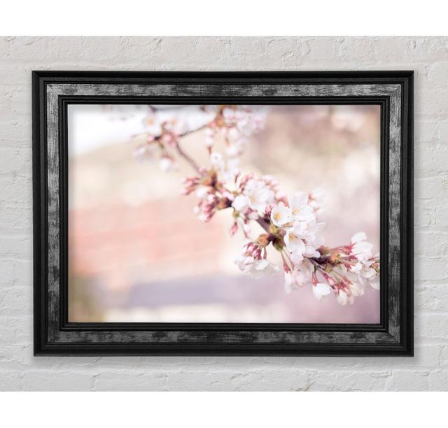 Cherry Blossoms Decending Branch - Single Picture Frame Art Prints Ebern Designs Size: 42cm H x 59.7cm W x 8cm D on Productcaster.