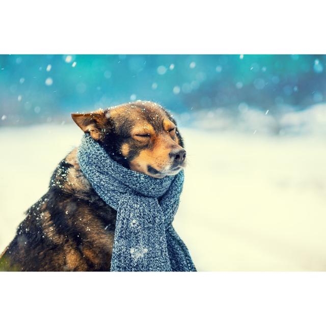 Dog with Scarf by Vvvita - Wrapped Canvas Photograph Latitude Run Size: 30cm H x 46cm W on Productcaster.