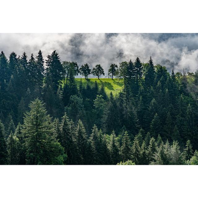 Mystic Trees In Forest by Alexander Schmitz - Wrapped Canvas Print Alpen Home Size: 20cm H x 30cm W on Productcaster.