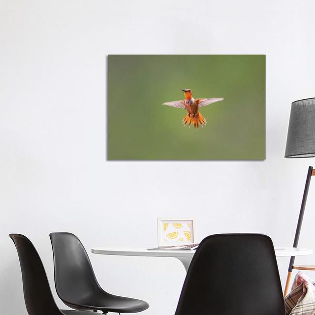 Rufous Humming Bird (Selasphorus Rufus). by Larry Ditto - Wrapped Canvas Photograph Latitude Run Size: 66.04cm H x 101.6cm W x 1.905cm D on Productcaster.