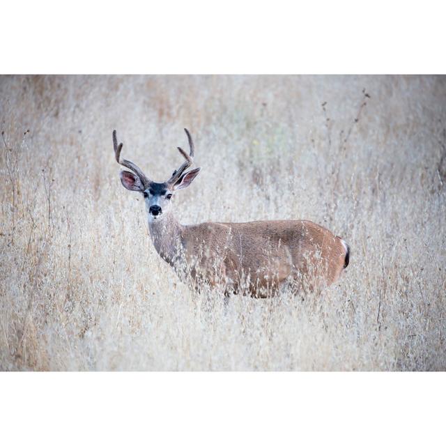 Black-Tailed Deer - Wrapped Canvas Print Alpen Home Size: 51cm H x 76cm W on Productcaster.