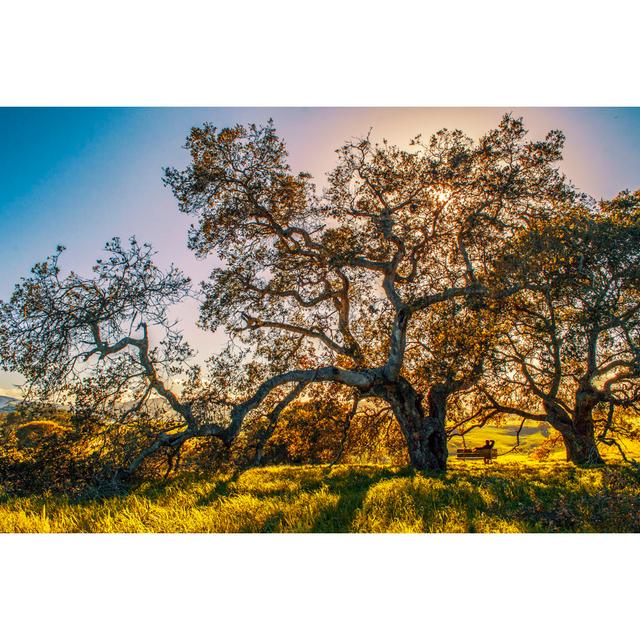 Zelman Big Tree in Sonoma County - Wrapped Canvas Photograph Latitude Run Size: 81cm H x 122cm W x 3.8cm D on Productcaster.