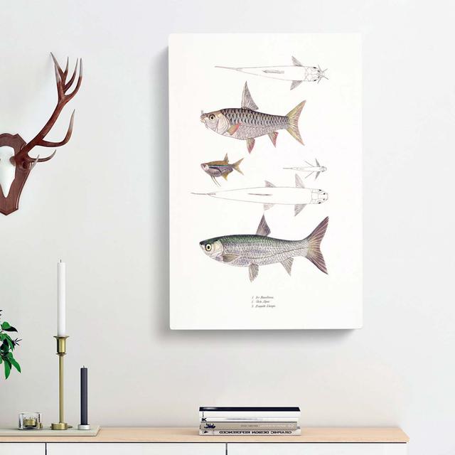 Carp Illustrations by John Edward Gray - Wrapped Canvas Painting Print East Urban Home Size: 76cm H x 50cm W x 3cm D on Productcaster.