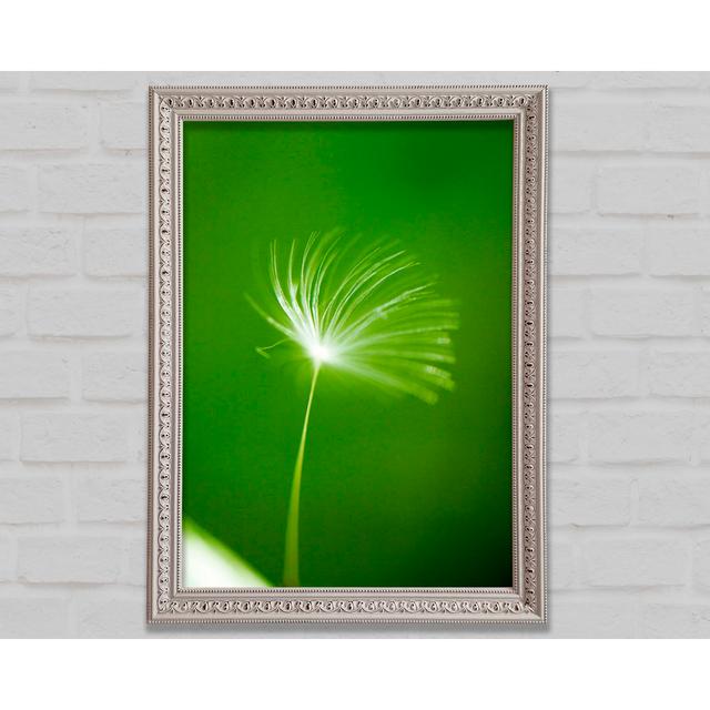 White Whisper Sunlight Framed Print Bright Star Size: 29.7cm H x 42cm W on Productcaster.